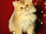 Oyuncu Kedi Arıyorsan Bakmadan Geçme
