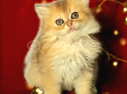Oyuncu Kedi Arıyorsan Bakmadan Geçme görsel