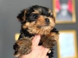 TEACUP YORMSHİRE DİŞİ ERKEK HEPSİ SINIF 81 İL GÖNDERİM VAR