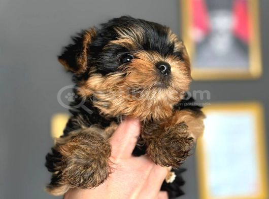 Teacup Yormshi̇re Di̇şi̇ Erkek Hepsi̇ Sinif 81 İl Gönderi̇m Var