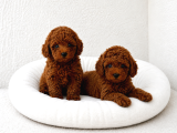 Toy Poodle Yavrular Wc Eği̇ti̇mli̇