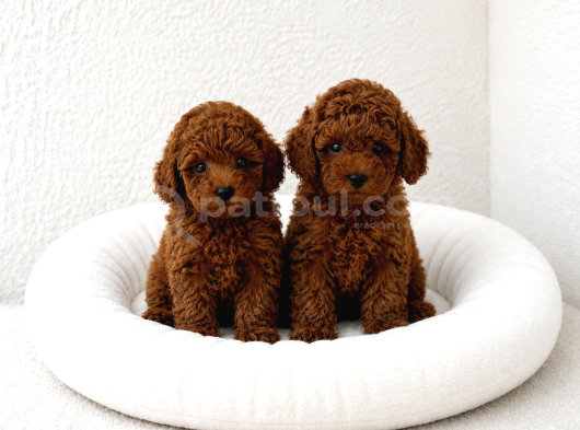 Toy Poodle Yavrular Wc Eği̇ti̇mli̇