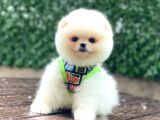 Karbeyazı Pomeranian Boo