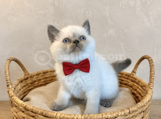 Lilac Gri̇ Bluepoi̇nt Di̇şi̇ Erkek Bebekler görsel