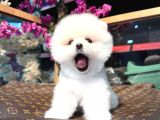 Karbeyazı Pomeranian Boo
