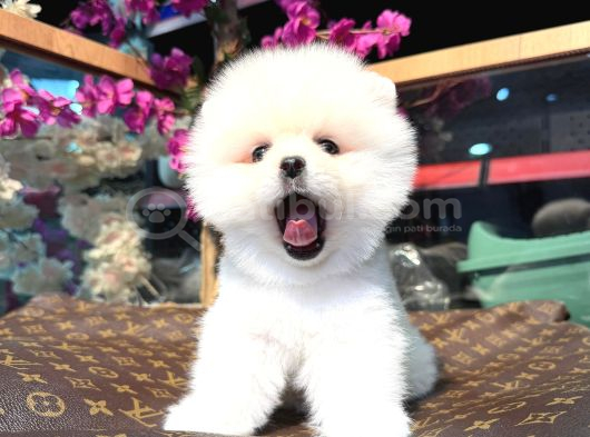 Karbeyazı Pomeranian Boo görsel