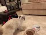 Safkan Blue Point Kedi