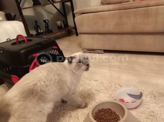 Safkan Blue Point Kedi görsel