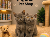 Mükemmel A Kalite British Shorthair Yavrularımız