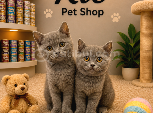 Mükemmel A Kalite British Shorthair Yavrularımız