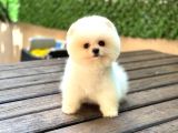 Karbeyazı Pomeranian Boo
