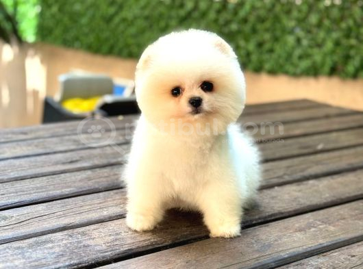 Karbeyazı Pomeranian Boo görsel
