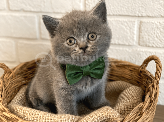 Lilac Gri̇ Bluepoi̇nt Di̇şi̇ Erkek Bebekler görsel