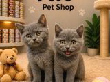 Mükemmel A Kalite British Shorthair Yavrularımız