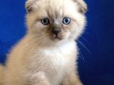Safkan Blue Point Kedi