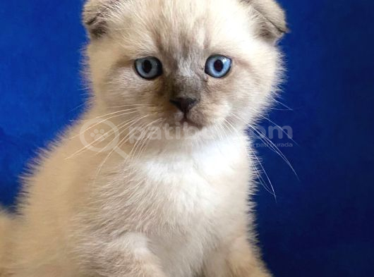 Safkan Blue Point Kedi görsel