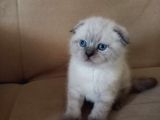 Safkan Blue Point Kedi