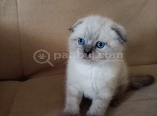 Safkan Blue Point Kedi görsel