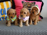 Ev Doğumu Malti̇poo Bebi̇şleri̇m Yeni Yuvasini Ariyor