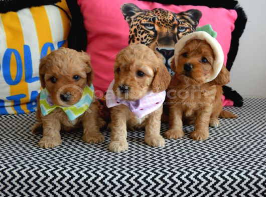 Ev Doğumu Malti̇poo Bebi̇şleri̇m Yeni Yuvasini Ariyor görsel