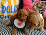 Ev Doğumu Malti̇poo Bebi̇şleri̇m Yeni Yuvasini Ariyor