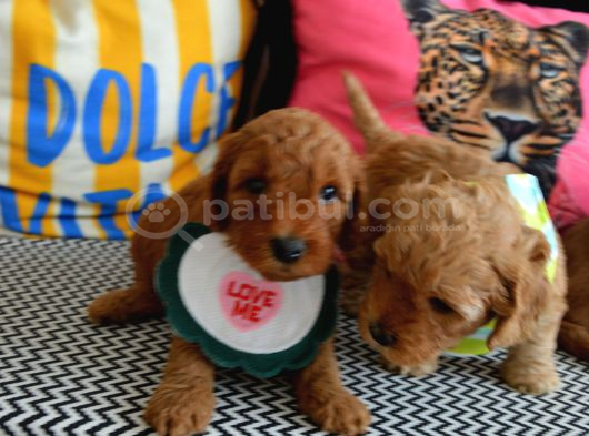 Ev Doğumu Malti̇poo Bebi̇şleri̇m Yeni Yuvasini Ariyor görsel
