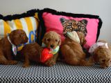 Ev Doğumu Malti̇poo Bebi̇şleri̇m Yeni Yuvasini Ariyor