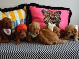 EV DOĞUMU MALTİPOO BEBİŞLERİM YENI YUVASINI ARIYOR