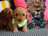 Ev Doğumu Malti̇poo Bebi̇şleri̇m Yeni Yuvasini Ariyor