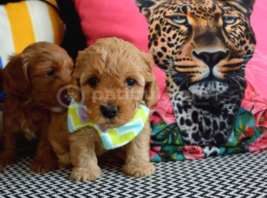 Ev Doğumu Malti̇poo Bebi̇şleri̇m Yeni Yuvasini Ariyor görsel