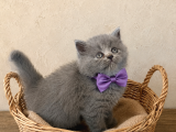 Lilac Gri̇ Bluepoi̇nt Di̇şi̇ Erkek Bebekler