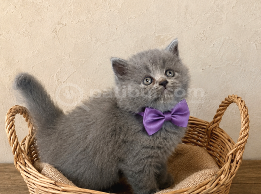 Lilac Gri̇ Bluepoi̇nt Di̇şi̇ Erkek Bebekler görsel