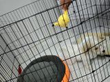 Maltipoo 2 Aylık