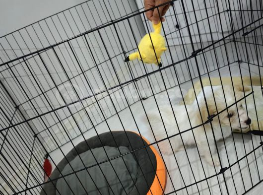 Maltipoo 2 Aylık görsel