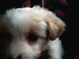 maltipoo 2 aylık