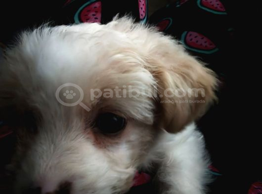 Maltipoo 2 Aylık