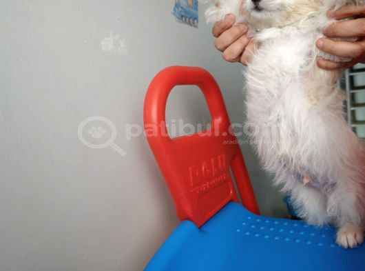 Maltipoo 2 Aylık görsel