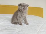 Scottish Fold Golden Ve Bluepoint Yavrular