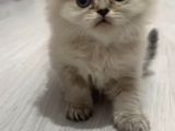 Scottish Fold Golden Ve Bluepoint Yavrular
