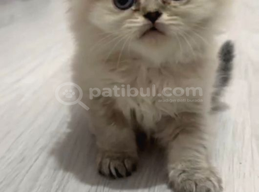 Scottish Fold Golden Ve Bluepoint Yavrular görsel