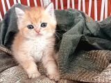 Scottish Fold Golden Ve Bluepoint Yavrular