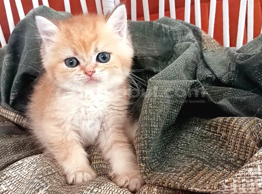 Scottish Fold Golden Ve Bluepoint Yavrular görsel
