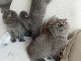 Scottish Fold Golden Ve Bluepoint Yavrular