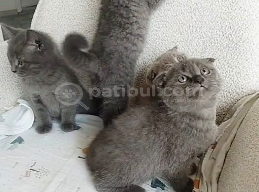 Scottish Fold Golden Ve Bluepoint Yavrular görsel