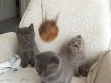 Scottish fold golden ve bluepoint yavrular