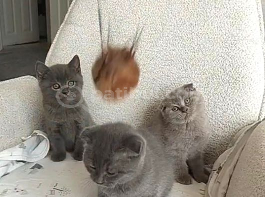Scottish Fold Golden Ve Bluepoint Yavrular