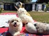 Maltese Terri̇er