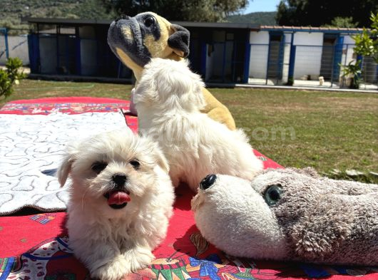 Maltese Terri̇er görsel