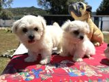 Maltese Terri̇er