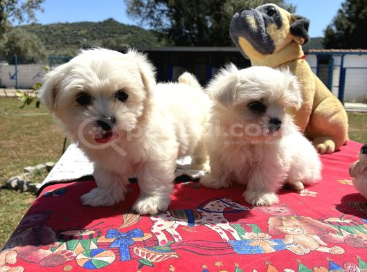 Maltese Terri̇er görsel